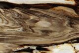 Polished Petrified Wood (Bald Cypress?) Slab - Washington #308405-1
